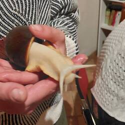 Eddas Schnecke