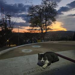 Sonneuntergangsbüsii