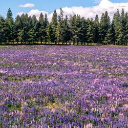 Lupinen in allen erdenklichen violetten Farbschattierungen 😍