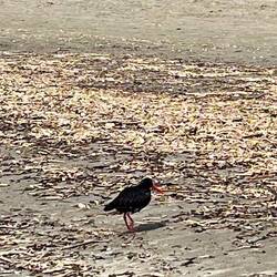 Neuseeländischer Austernfischer