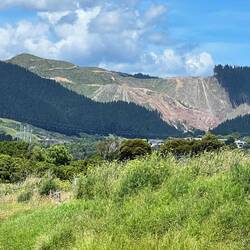 Auch hier zu beobachten: Hügel werden abgeholzt und dann wieder mit Föhren bepflanzt