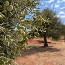 Olive trees, so ... many ... olive ... trees 🫒