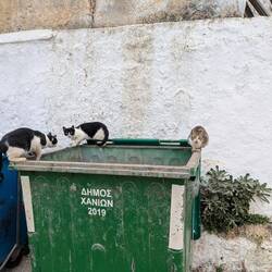 Street cats around every corner and in every dumpster 😿