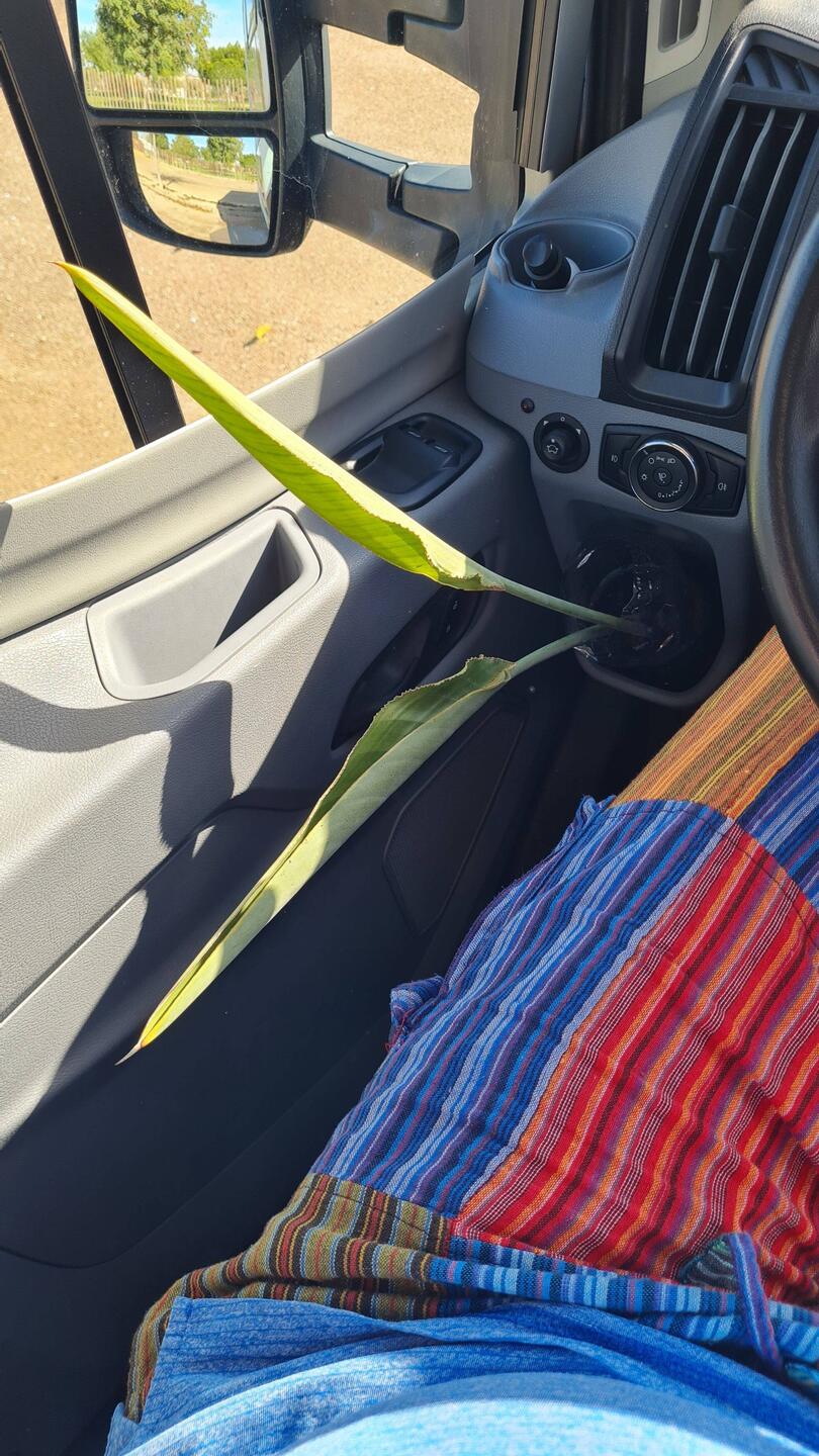 Unsere Papageienplanenableger ist natürlich mit dabei