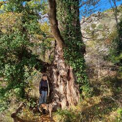 Das ist ein groosser Baum.