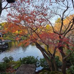 A bit if autumn 🍂 left in the garden