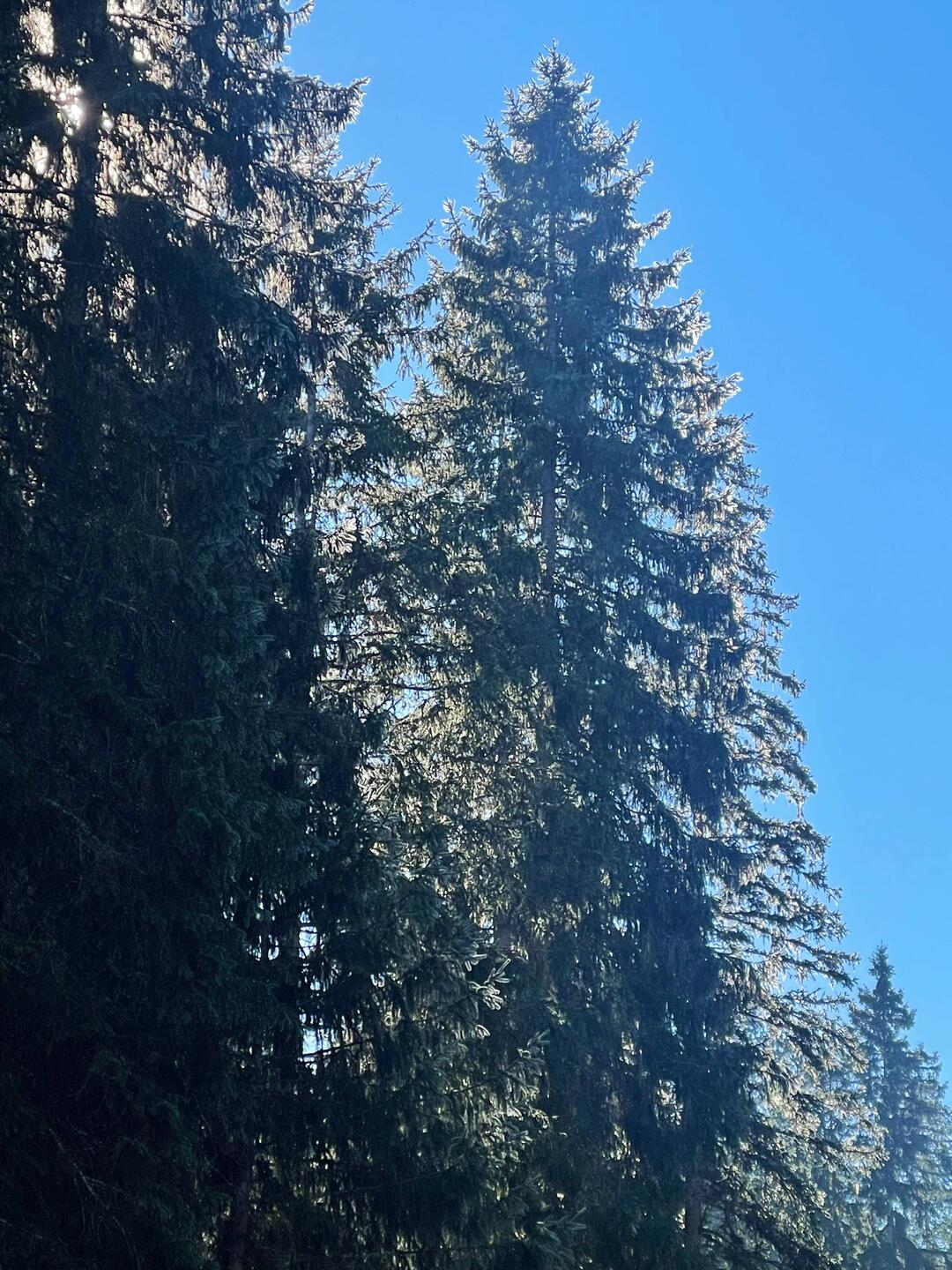 Durch den kühlen Wald geht hinein ins Tal