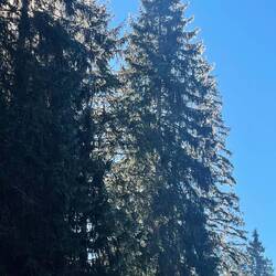 Durch den kühlen Wald geht hinein ins Tal