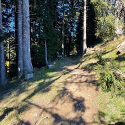 Und trickigevWaldwege