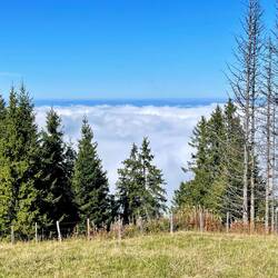 Im Hintergrund der Jura