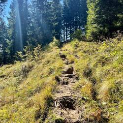 Über Wurzelwege und Weiden