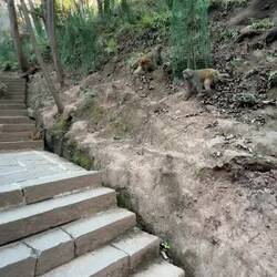 Alle Pflanzen und teilweise auch die Tempel sind vergittert. Diese Horden machen sonst alles platt.