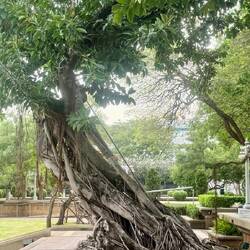 Les arbres incroyables d'Asie 😍😍