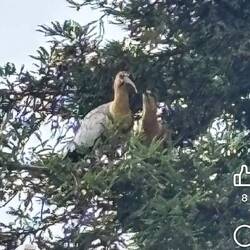 The crazy looking Black-faced Ibis that camped all over town, but definitely on the trees of our cas