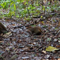 Agouti