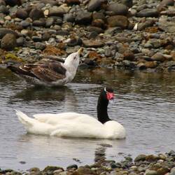 Black-necked Swan