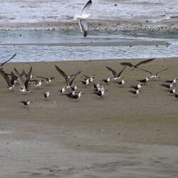 Black Skimmer
