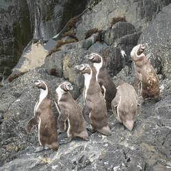 Eine kleine Gruppe der Humboldpinguine.