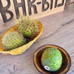 Verkostung Kaktusfrucht 🌵