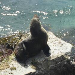 Seals at the breakwall
