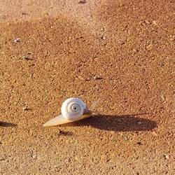 Hier eine Bordsteinschnecke. Eine Schwalbe macht noch keinen Sommer