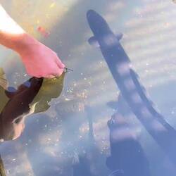 die man sogar füttern kann.