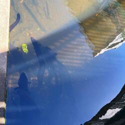 Hungrige Aale in New Plymouth...