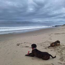 Etwas austoben am Strand - Frauchen ist unruhig