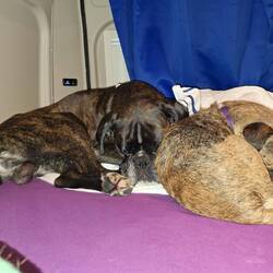 Im frisch bezogenen Bett