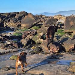 Keine vollen Muscheln in Sicht