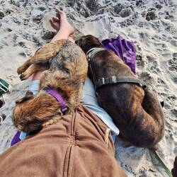 Kuscheln nach dem bürsten