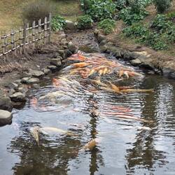 Mass carp congregation