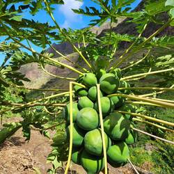 Papayas wachsen auf Augenhöhe.