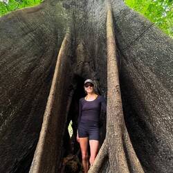 Kapokbaum ca 200 Jahre alt