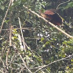 Stinkvogel... ist Früchte, lässt sie im Kropf gehren u ist eigentlich immer betrunken🤪