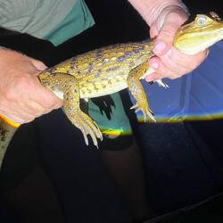 Ca. 4 Jahre müsste dieser Kaiman sein