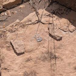 Der Schildkrötenwirbel