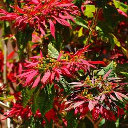 Weihnachtssterne hier eher in Baumform
