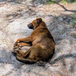 Der Hotelhund am Strand