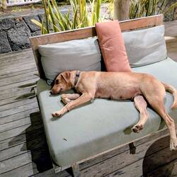 Unser Hotelhund