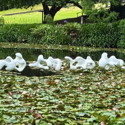 Aotearoa "the land of the long white cloud"