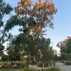 More Hovell Tree Park