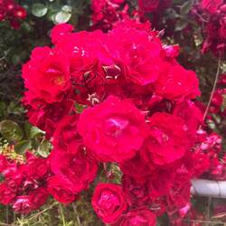 Something in the soil makes the roses very bright and highly perfumed.