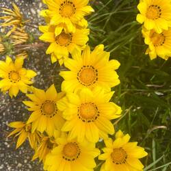 Daylesford flowers pierce the eye with colour.