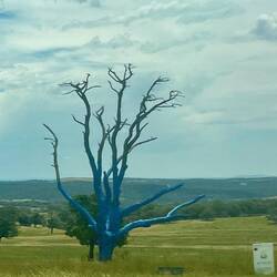 A blue tree ...