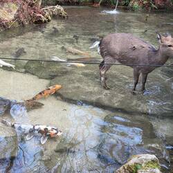 Koi and deer in the same pond