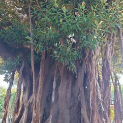 Ein Ficus-Baum auf der Plaza de España
