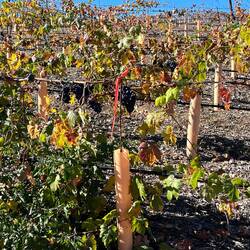 Weintrauben Suchbild