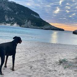 ..Lesley liebt Sandstrände wie ihr wisst, aber hier musste sogar🐾SIE🐾staunen vorm Düsen im Sand🥰