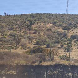 Tausende von Kakteen begleiteten uns.